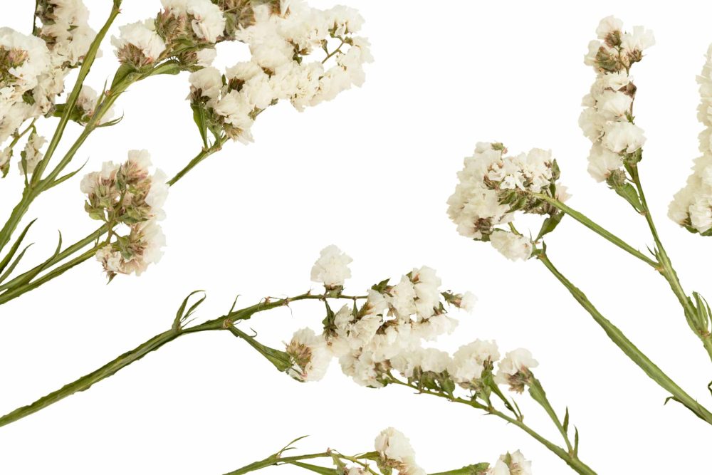 Blooming white statice flower background design space